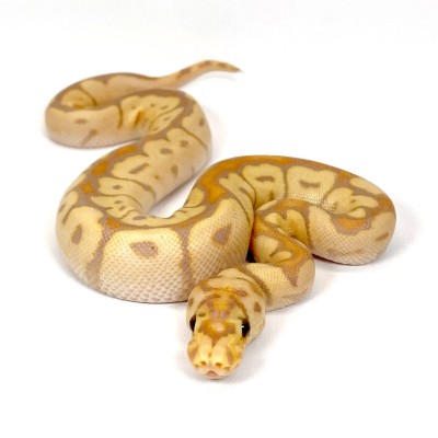 animal image