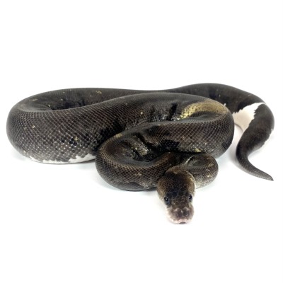animal image