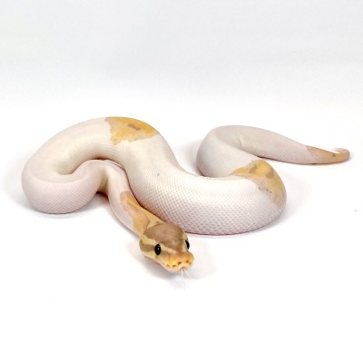 animal image