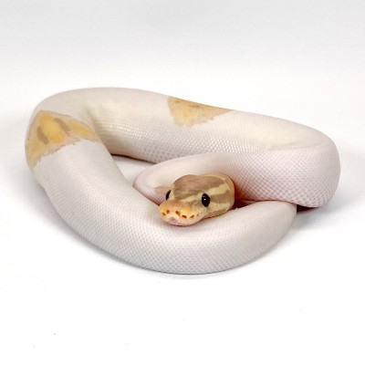 animal image
