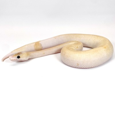 animal image