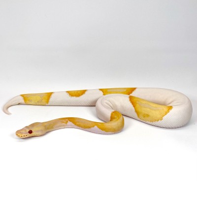 animal image
