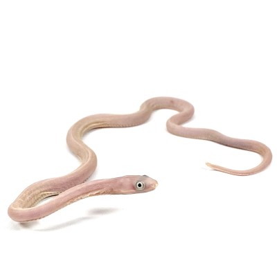 animal image