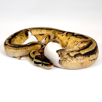 animal image