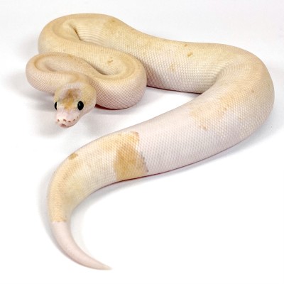 animal image