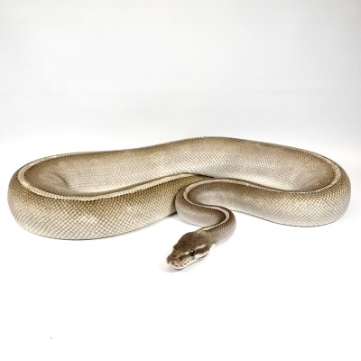 animal image