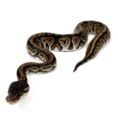 animal image