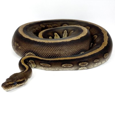 animal image
