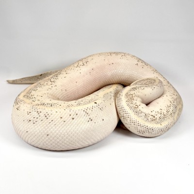 animal image
