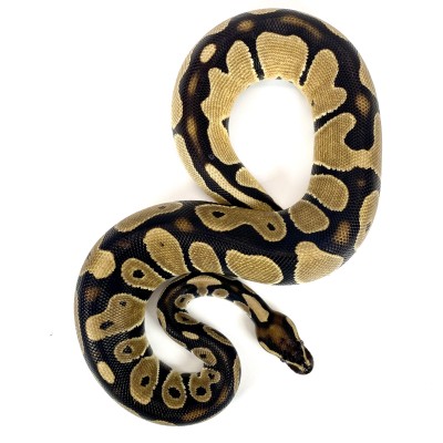 animal image