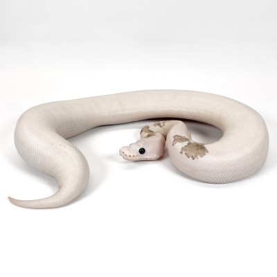 animal image