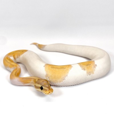 animal image