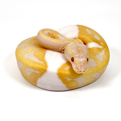 animal image