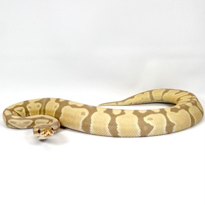 animal image