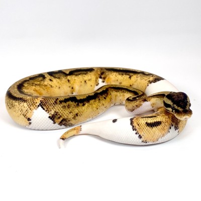 animal image