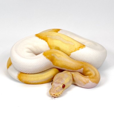 animal image
