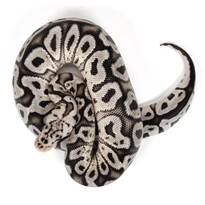 animal image