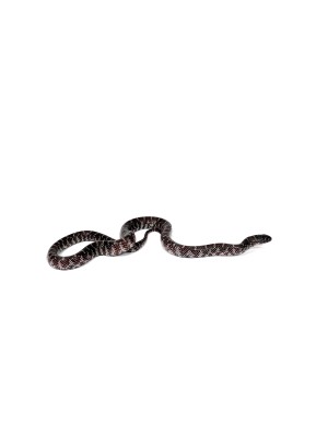 animal image