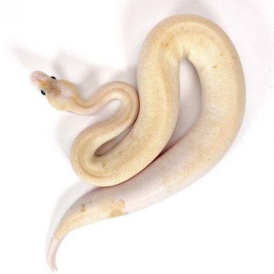 animal image
