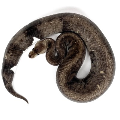 animal image