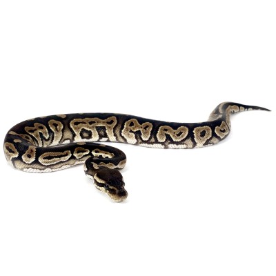 animal image