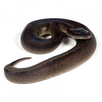 animal image