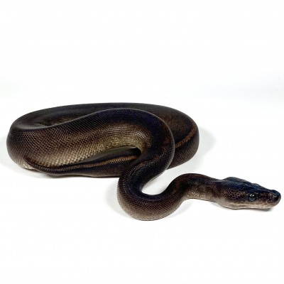 animal image