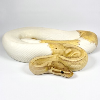 animal image