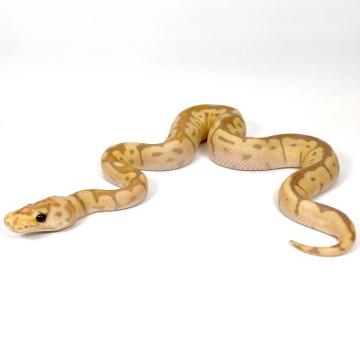 animal image