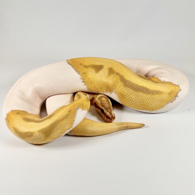 animal image