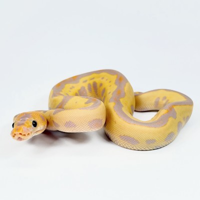 animal image