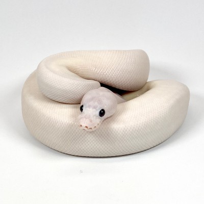 animal image
