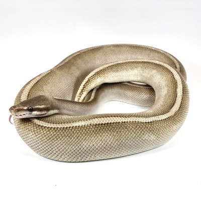animal image