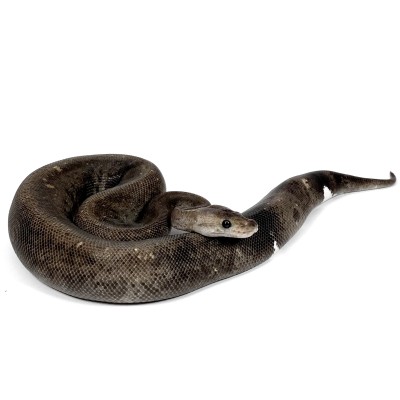 animal image