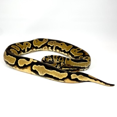 animal image