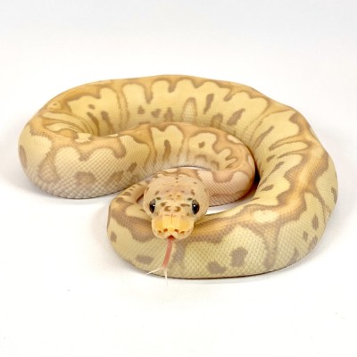 animal image