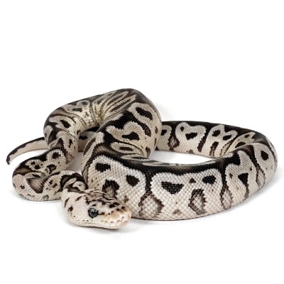 animal image