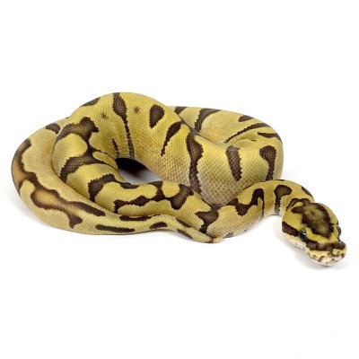 animal image