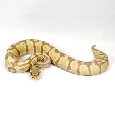 animal image