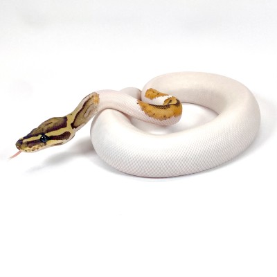 animal image