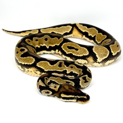 animal image