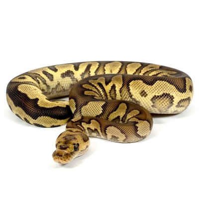 animal image