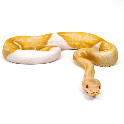 animal image