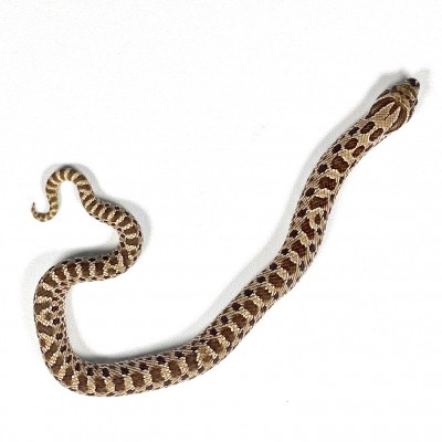 animal image