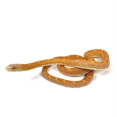 animal image