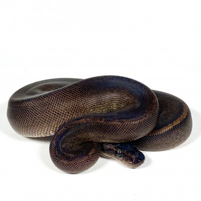 animal image