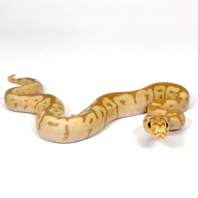 animal image