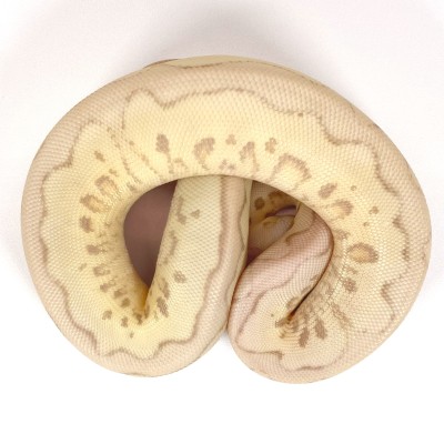 animal image