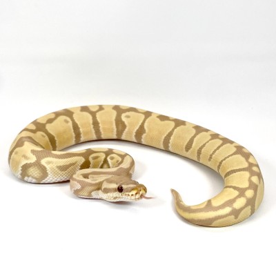 animal image
