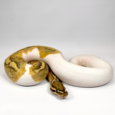 animal image